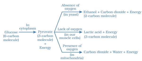 NCERT Solutions for Class 10 Science Chapter 6 Life Processes image 1 intext question 2