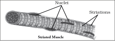 NCERT Solutions for Class 9 Science Chapter 6 Tissues image 2