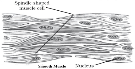 NCERT Solutions for Class 9 Science Chapter 6 Tissues image 3