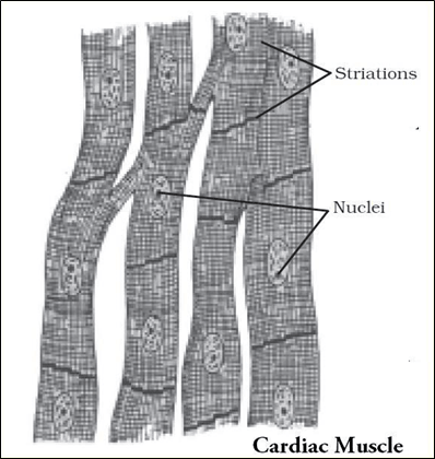 NCERT Solutions for Class 9 Science Chapter 6 Tissues image 4