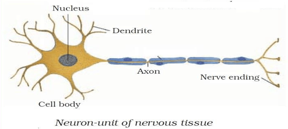 NCERT Solutions for Class 9 Science Chapter 6 Tissues image 5