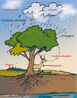 NCERT Solutions for Class 7 Science Chapter 17 Forests Our Lifeline image 2