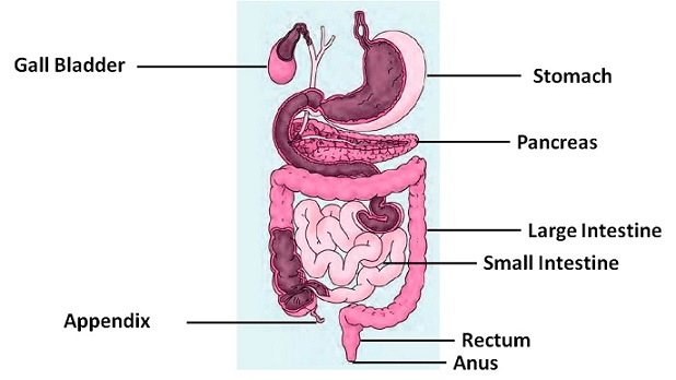 NCERT Solutions for Class 7 Science Chapter 2 Nutrition in Animals image 2